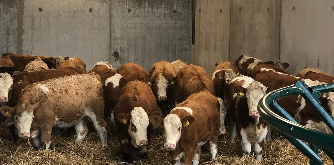 Simmental Heifers, Cows and bulls for sale